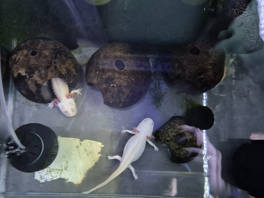 수조)위에서 찍어보기_1.jpg