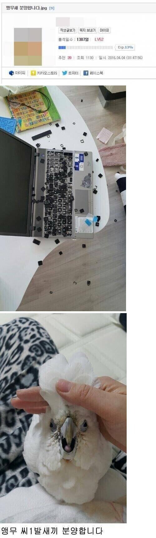 앵무새 분양합니다_1.jpg