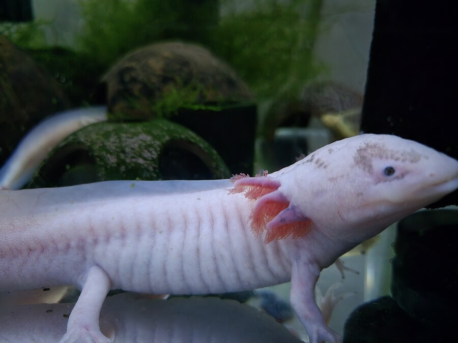 수조)막 일어난 부시_1.jpg