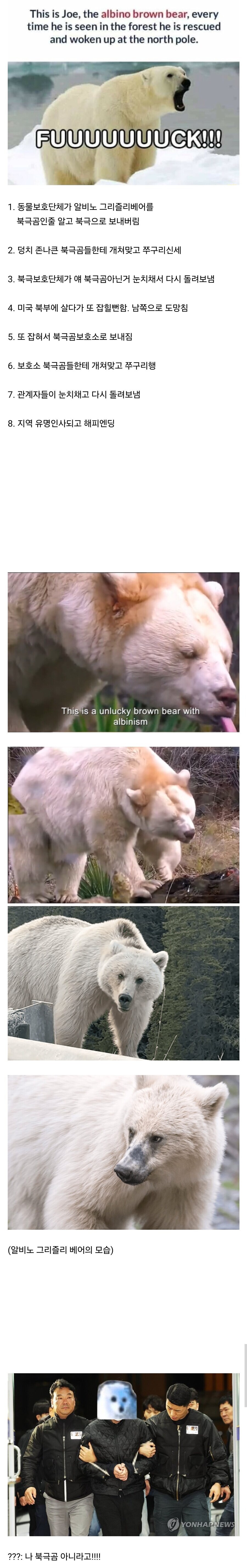 알비노 그리즐리 베어의 끊이지 않는 수난사.jpg_1.jpg