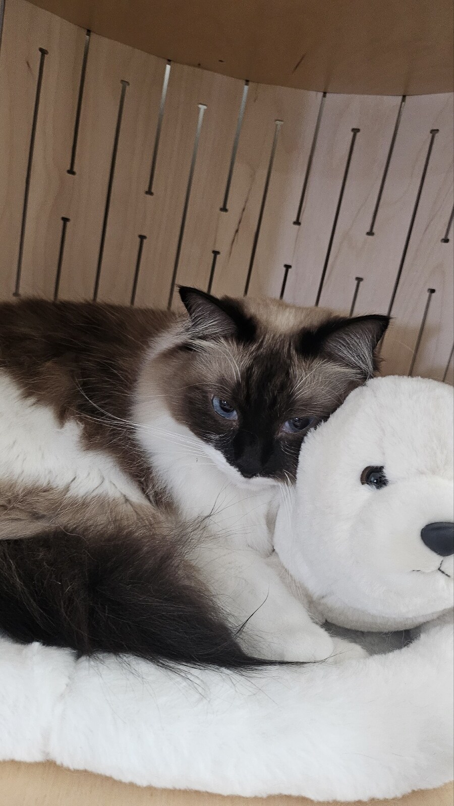 [대충 누나네 고양이 사진들]_3.jpg