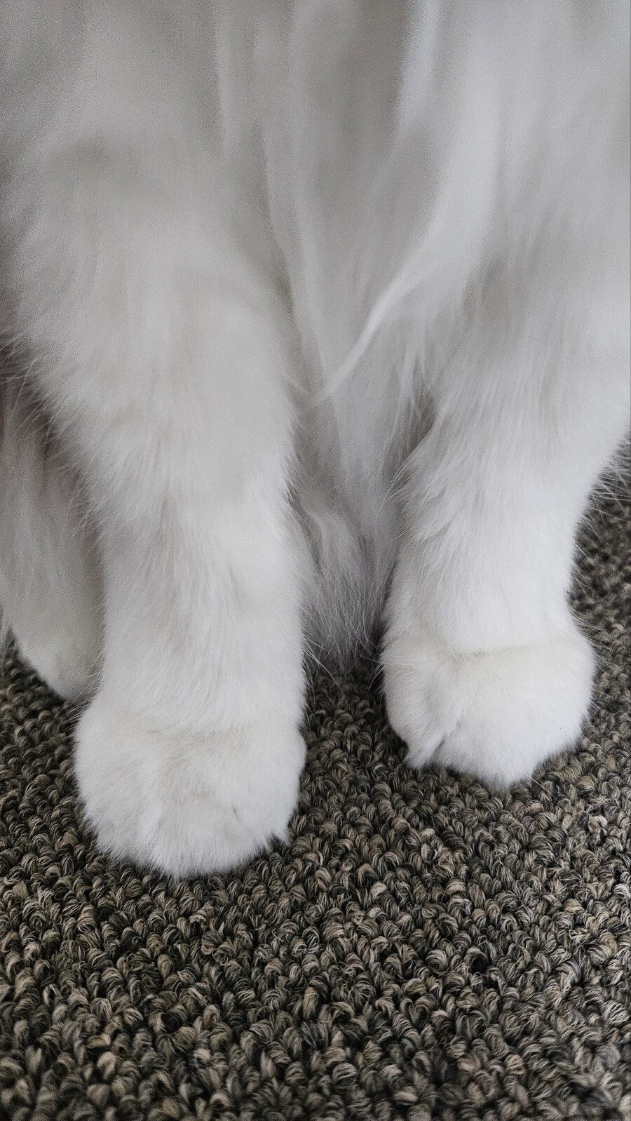 [대충 누나네 고양이 사진들]_4.jpg