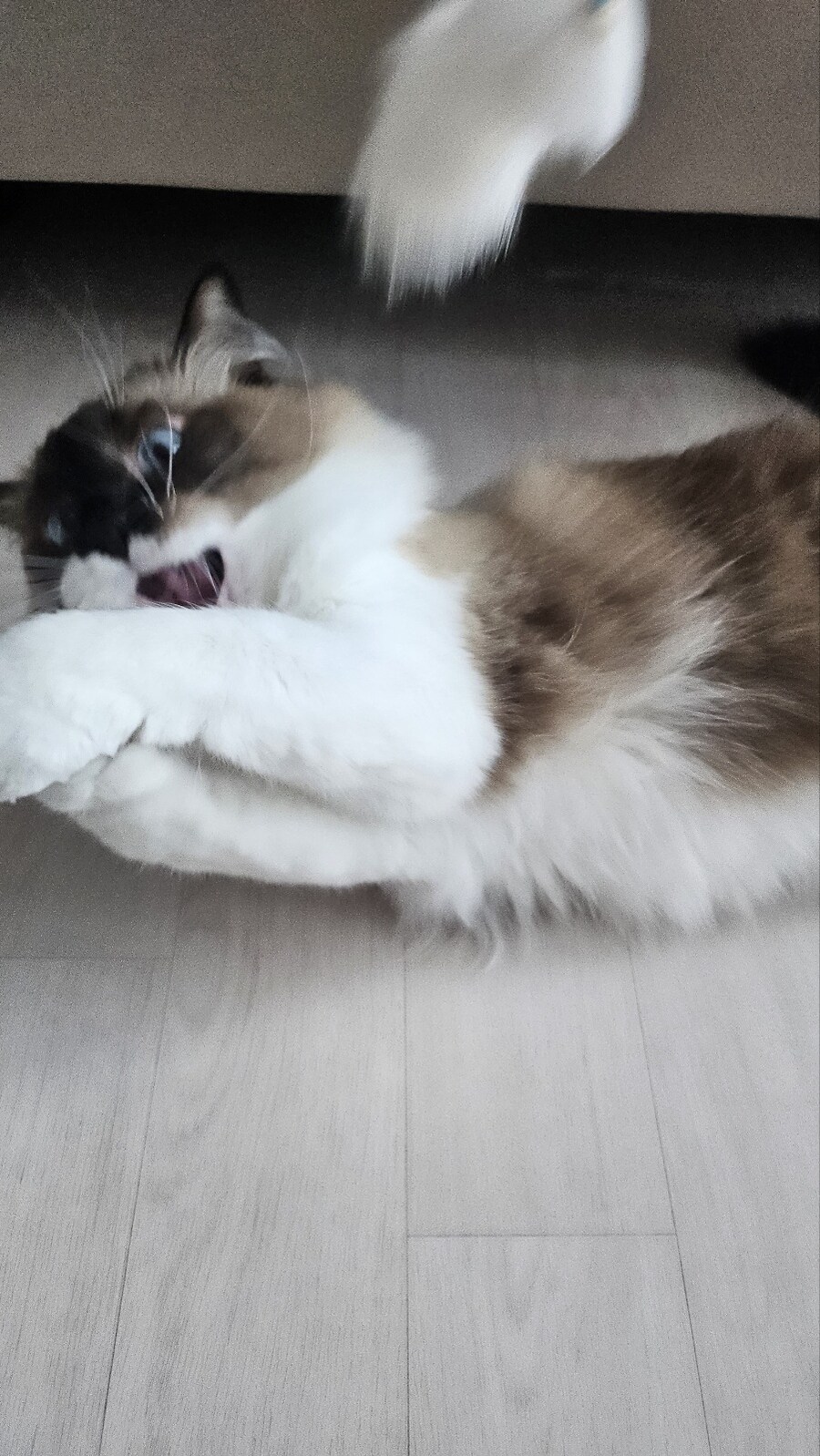 [대충 누나네 고양이 사진들]_7.jpg