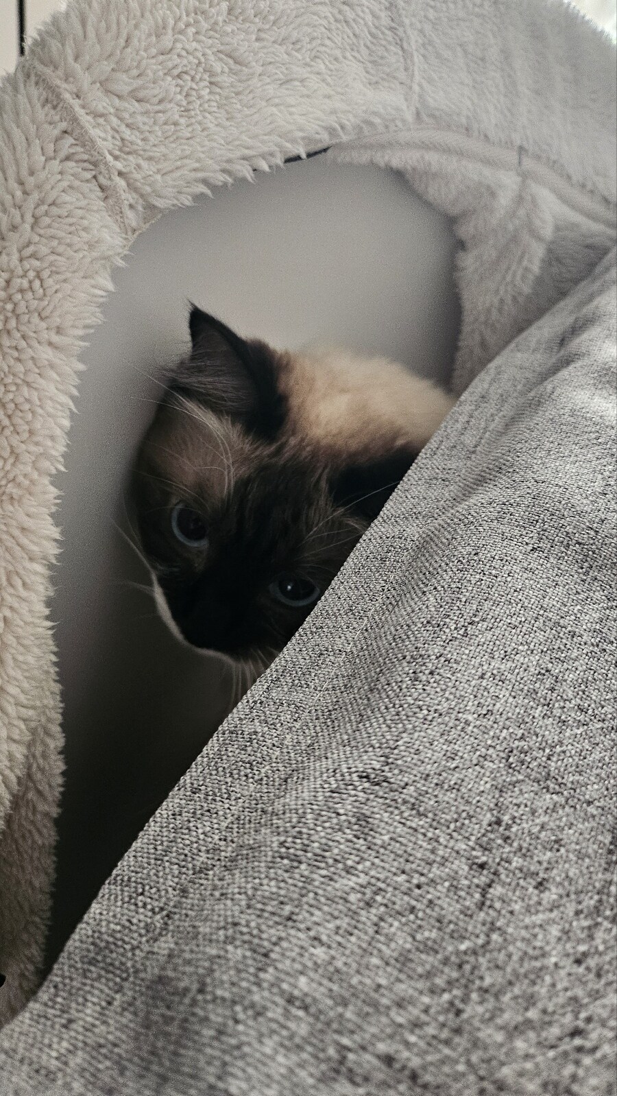 [대충 누나네 고양이 사진들]_8.jpg