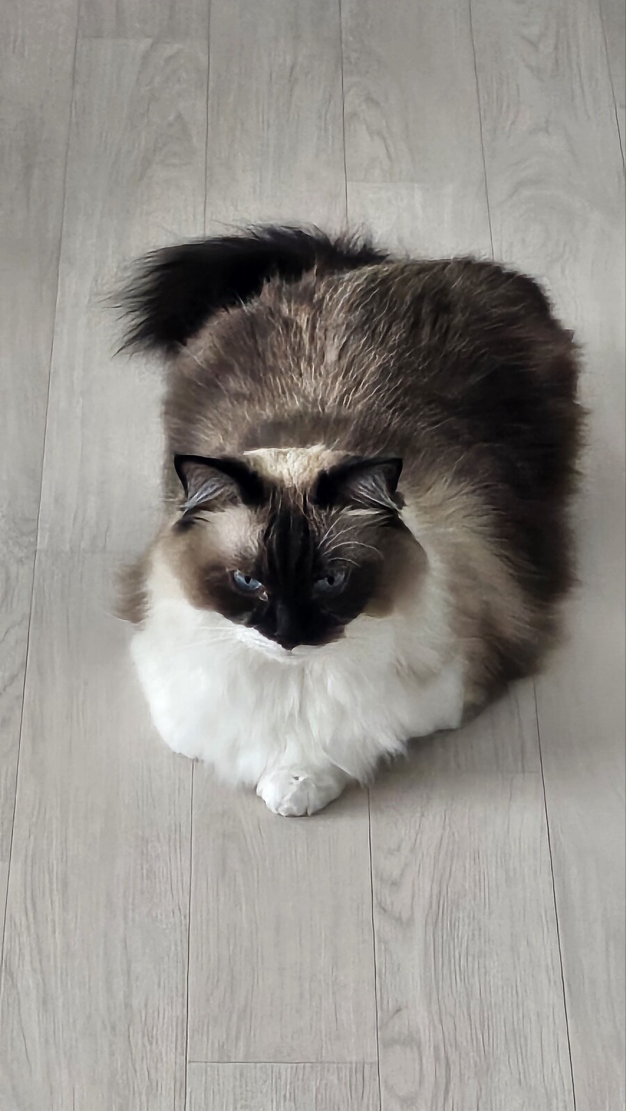 [대충 누나네 고양이 사진들]_9.jpg