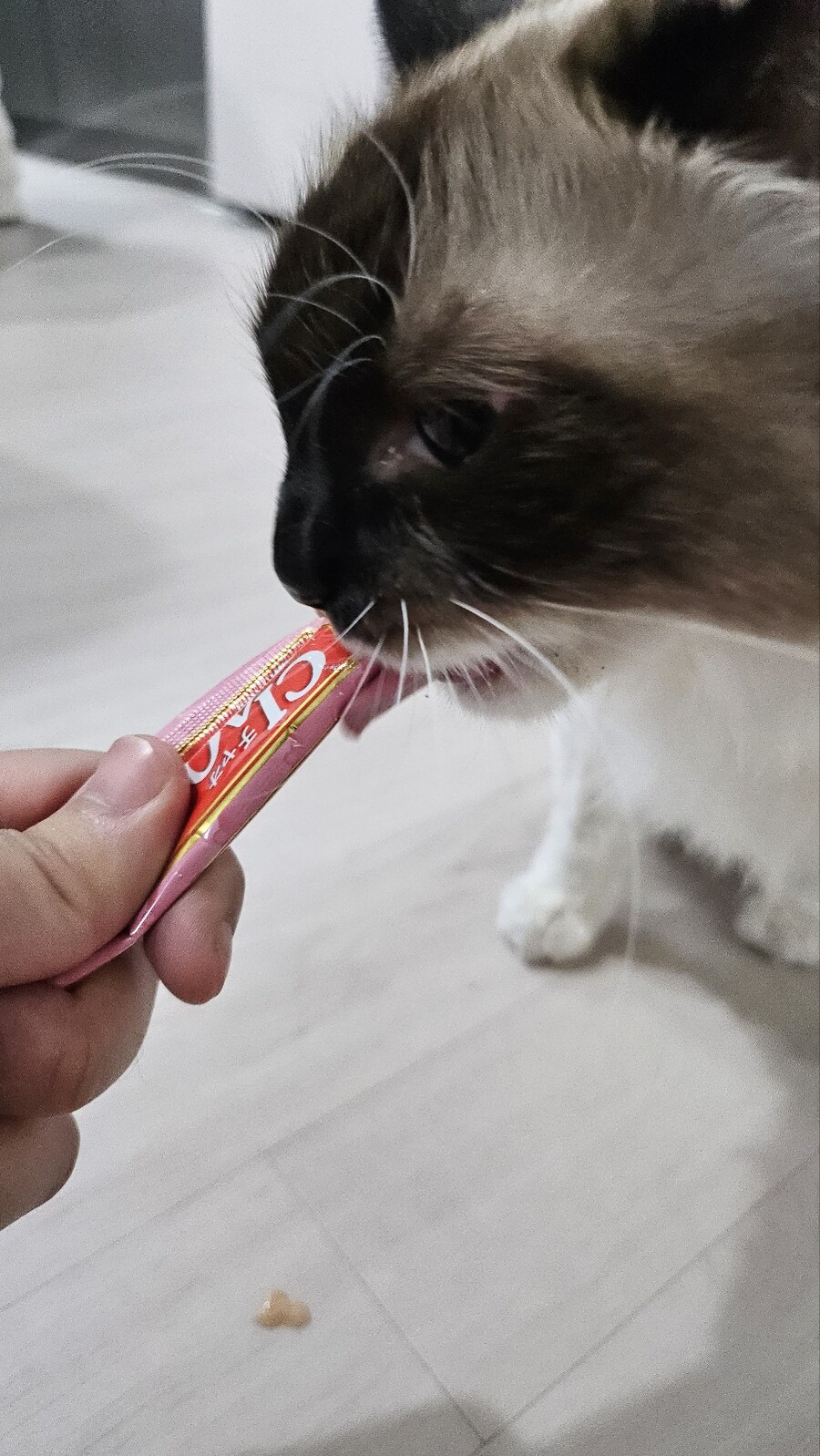 [대충 누나네 고양이 사진들]_10.jpg