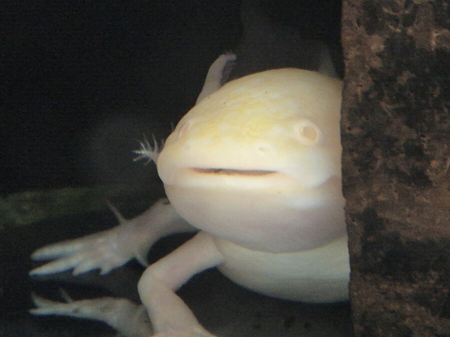 수조)이제야 일어난 럼프_1.jpg