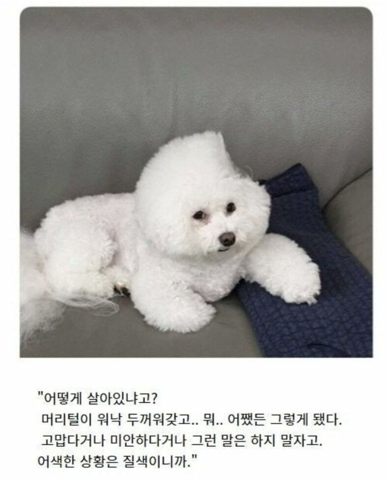 개나 고양이 키우고싶다_1.jpg