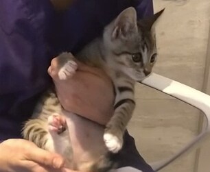 "네(기쁨)" "아니요(지침)"_1.png