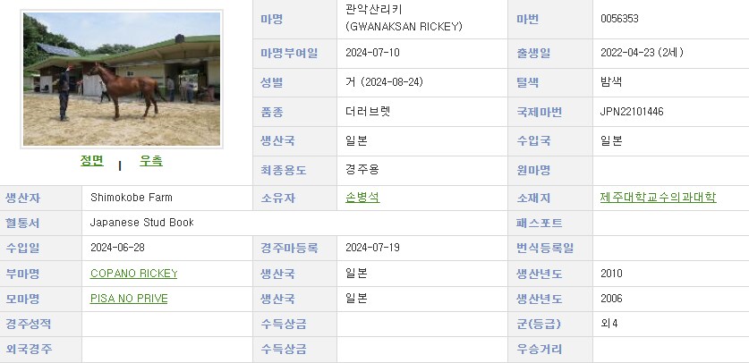 한국 최초의 코파노 리키(말딸 혈통) 자마 근황._1.png