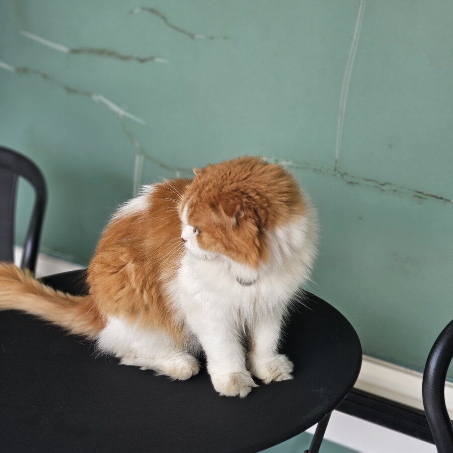 귀욤 섹시 요염한 시원냥 ~_1.jpg