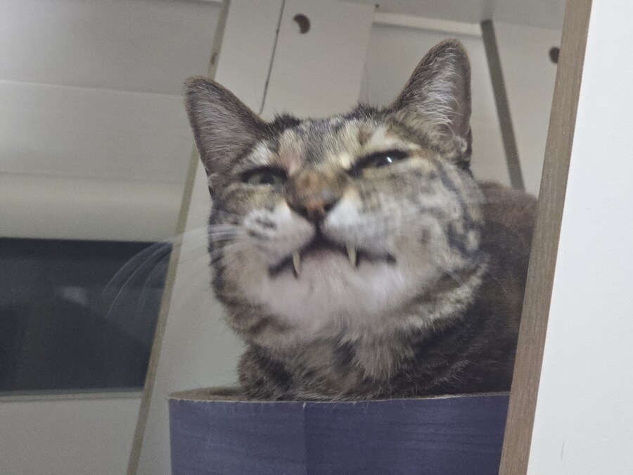 하품하는 야옹이_2.jpg