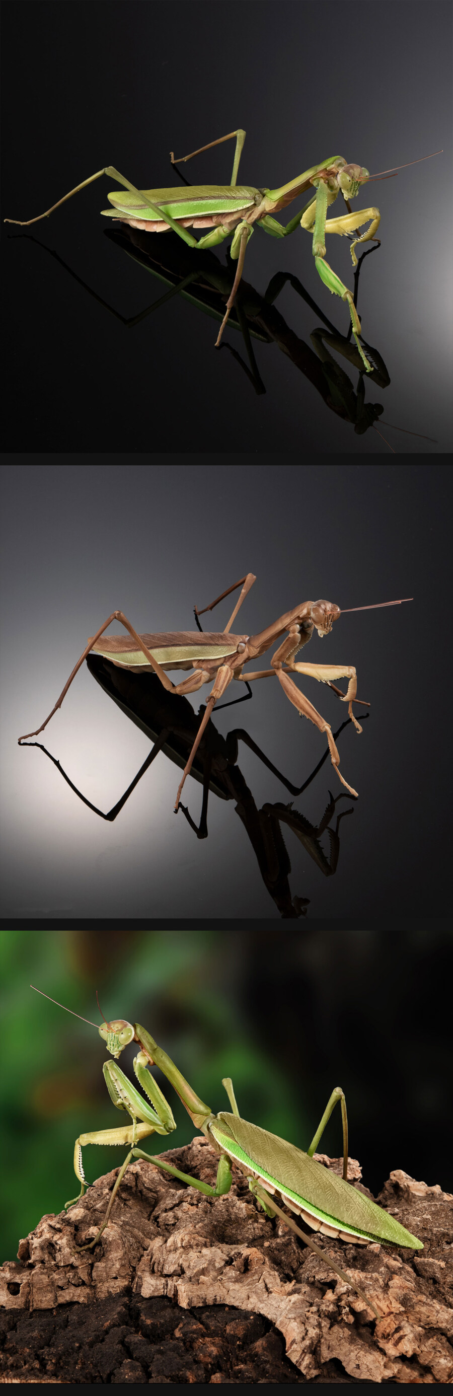 [반남코몰] 생물대도감 어드밴스 왕사마귀와 방아깨비 디스플레이 스탠드 세트_1.jpg