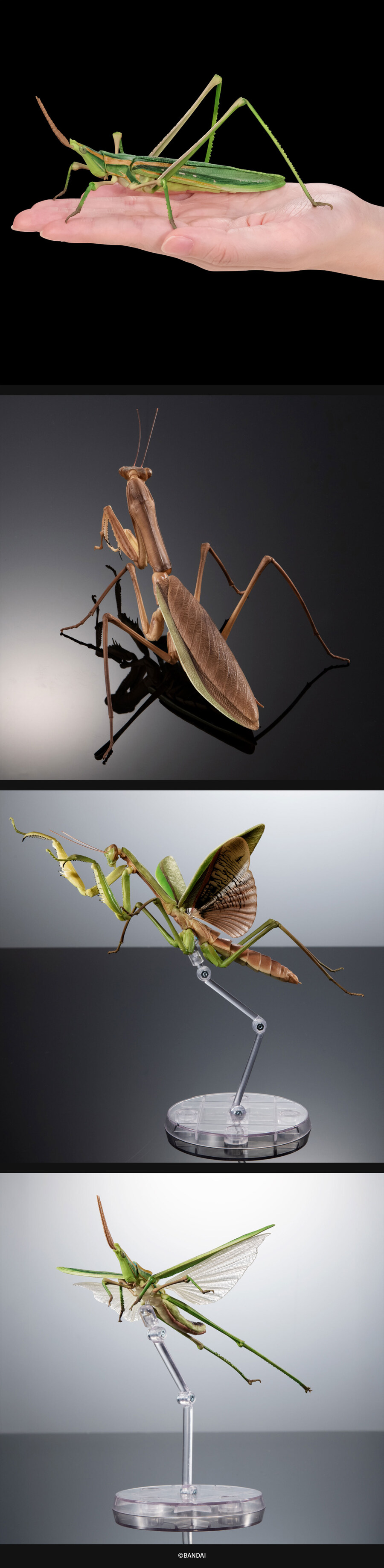 [반남코몰] 생물대도감 어드밴스 왕사마귀와 방아깨비 디스플레이 스탠드 세트_3.jpg