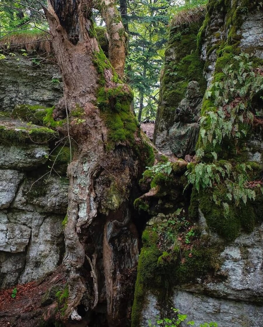 위장복 입는 이유...._6.jpg