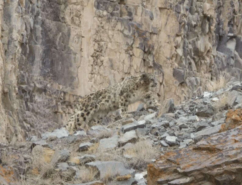 ??? : 5초안에 못찾으면 눈표범이 습격합니다!_1.jpg