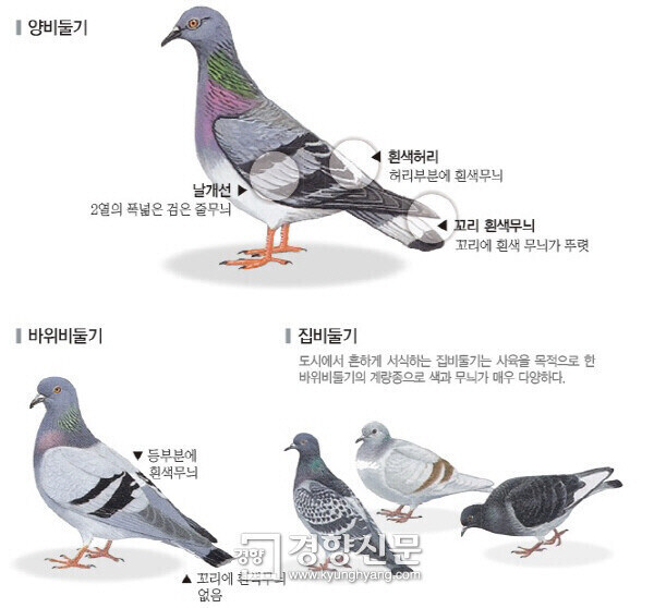 의외로 한국에서 멸종위기인 " 비둘기 "_2.jpg