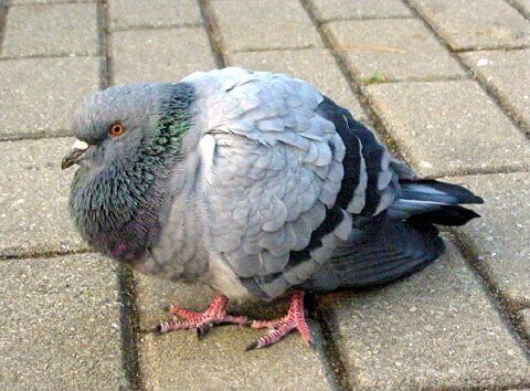 의외로 한국에서 멸종위기인 " 비둘기 "_3.jpg