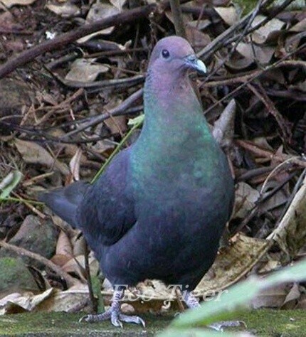 의외로 한국에서 멸종위기인 " 비둘기 "_4.jpg