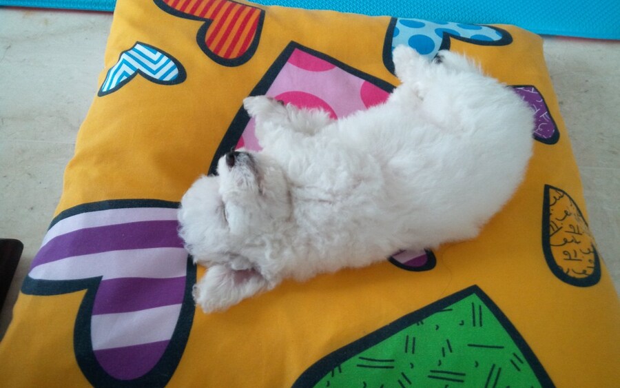 바나가 강아지별로 떠났습니다. (※스압 데이터 주의)_1.jpg