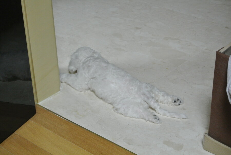 바나가 강아지별로 떠났습니다. (※스압 데이터 주의)_4.jpg