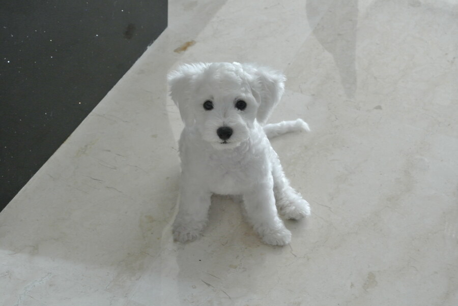 바나가 강아지별로 떠났습니다. (※스압 데이터 주의)_5.jpg