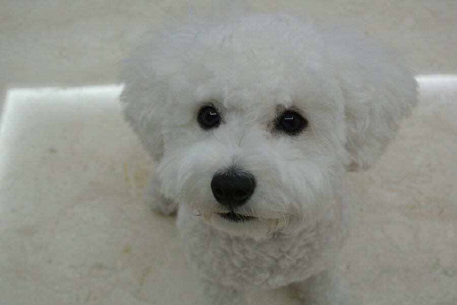 바나가 강아지별로 떠났습니다. (※스압 데이터 주의)_7.jpg