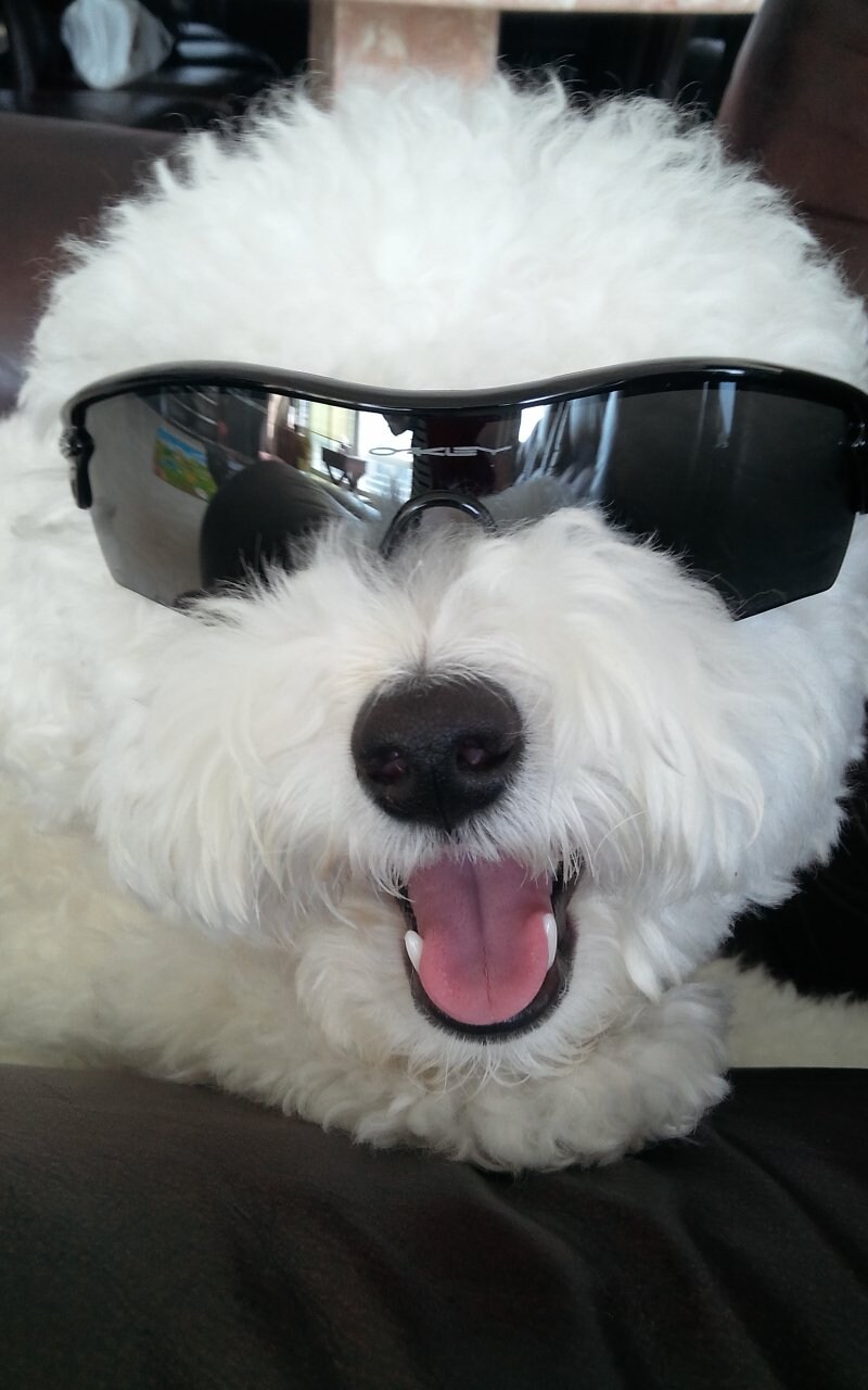 바나가 강아지별로 떠났습니다. (※스압 데이터 주의)_11.jpg