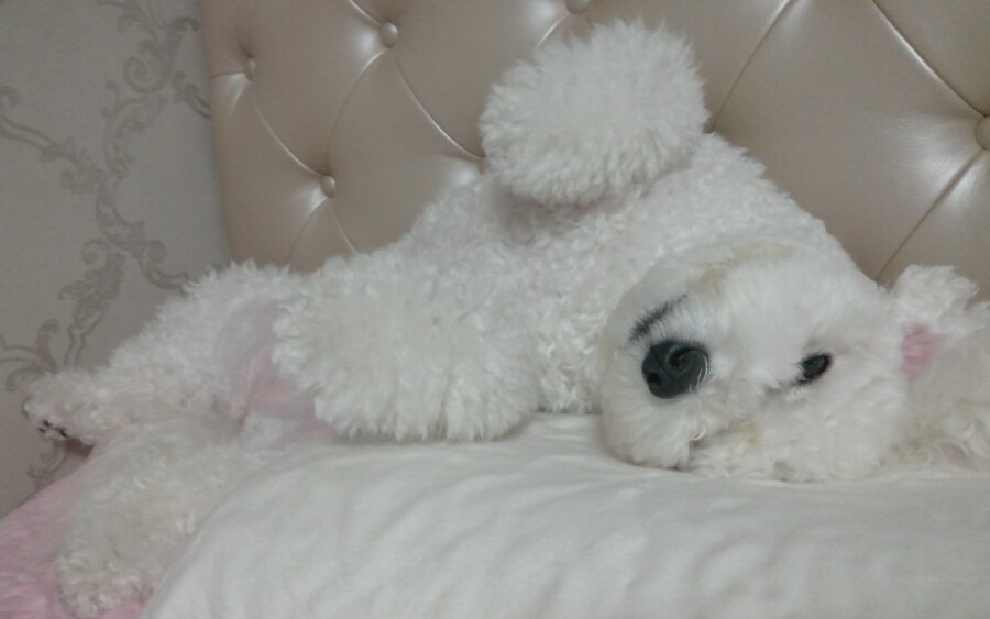 바나가 강아지별로 떠났습니다. (※스압 데이터 주의)_12.jpg