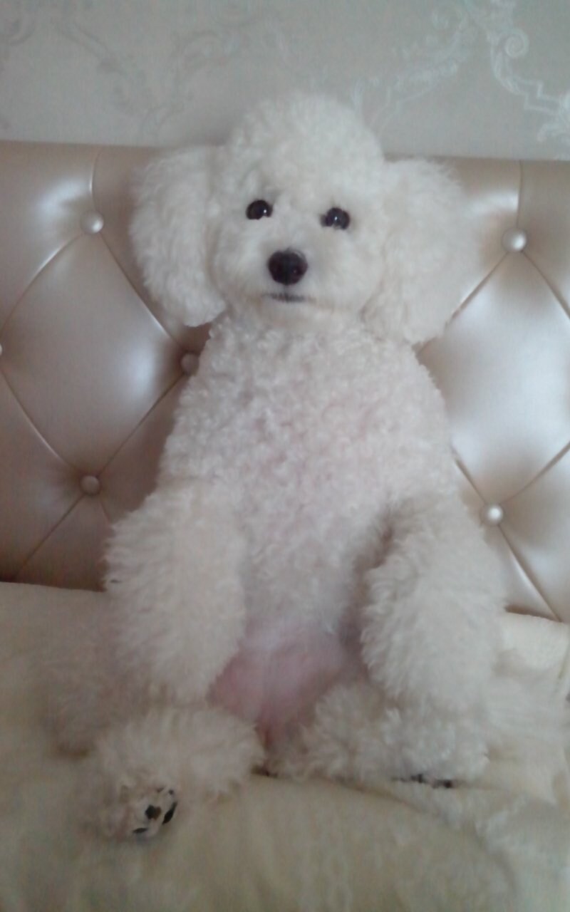 바나가 강아지별로 떠났습니다. (※스압 데이터 주의)_13.jpg