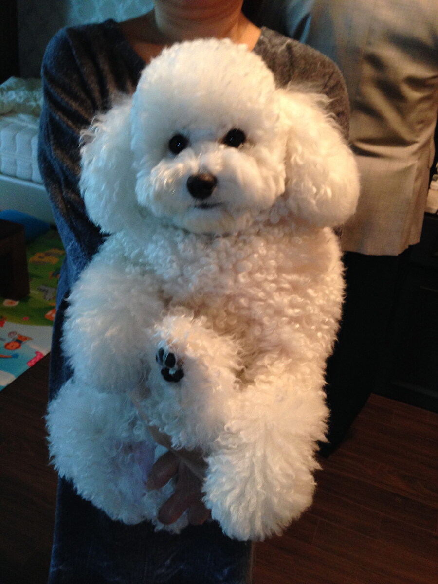 바나가 강아지별로 떠났습니다. (※스압 데이터 주의)_14.jpg