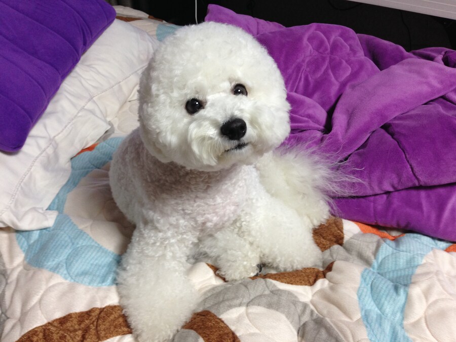 바나가 강아지별로 떠났습니다. (※스압 데이터 주의)_16.jpg