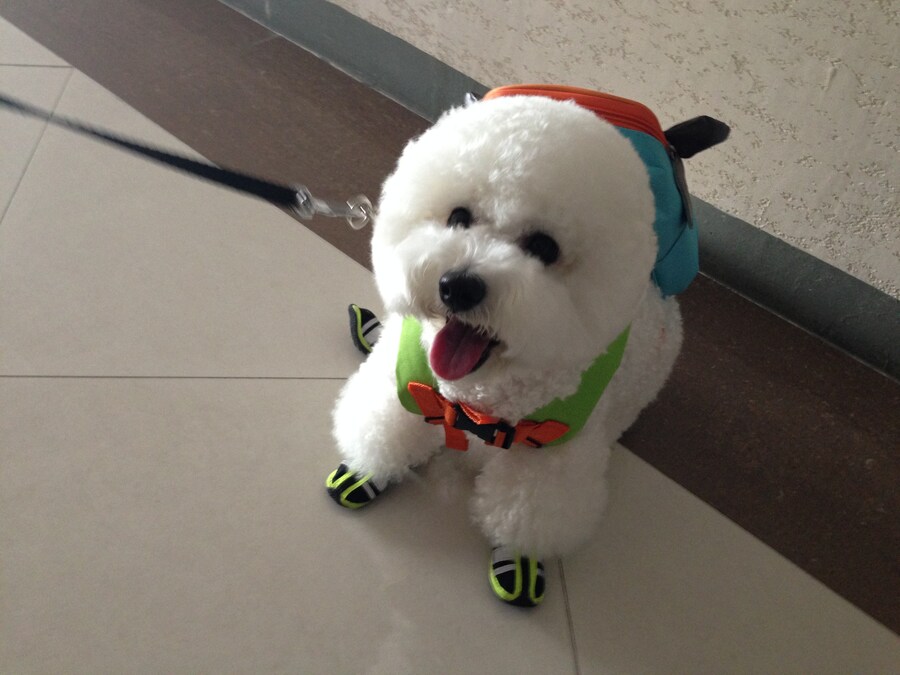 바나가 강아지별로 떠났습니다. (※스압 데이터 주의)_18.jpg