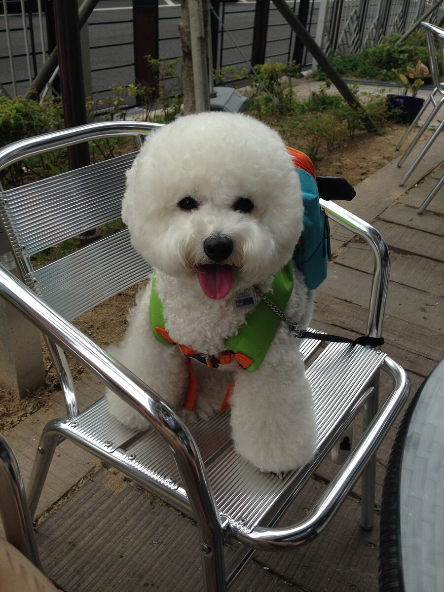 바나가 강아지별로 떠났습니다. (※스압 데이터 주의)_19.jpg