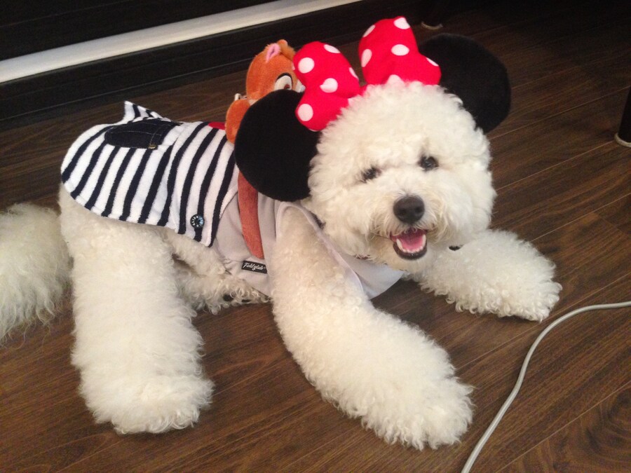 바나가 강아지별로 떠났습니다. (※스압 데이터 주의)_20.jpg