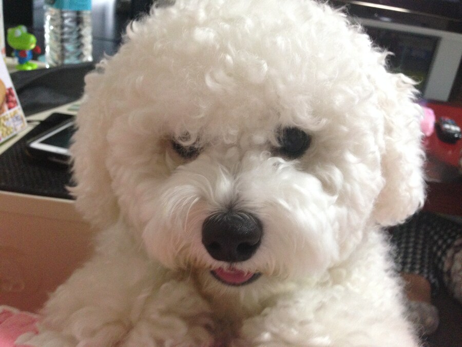 바나가 강아지별로 떠났습니다. (※스압 데이터 주의)_25.jpg