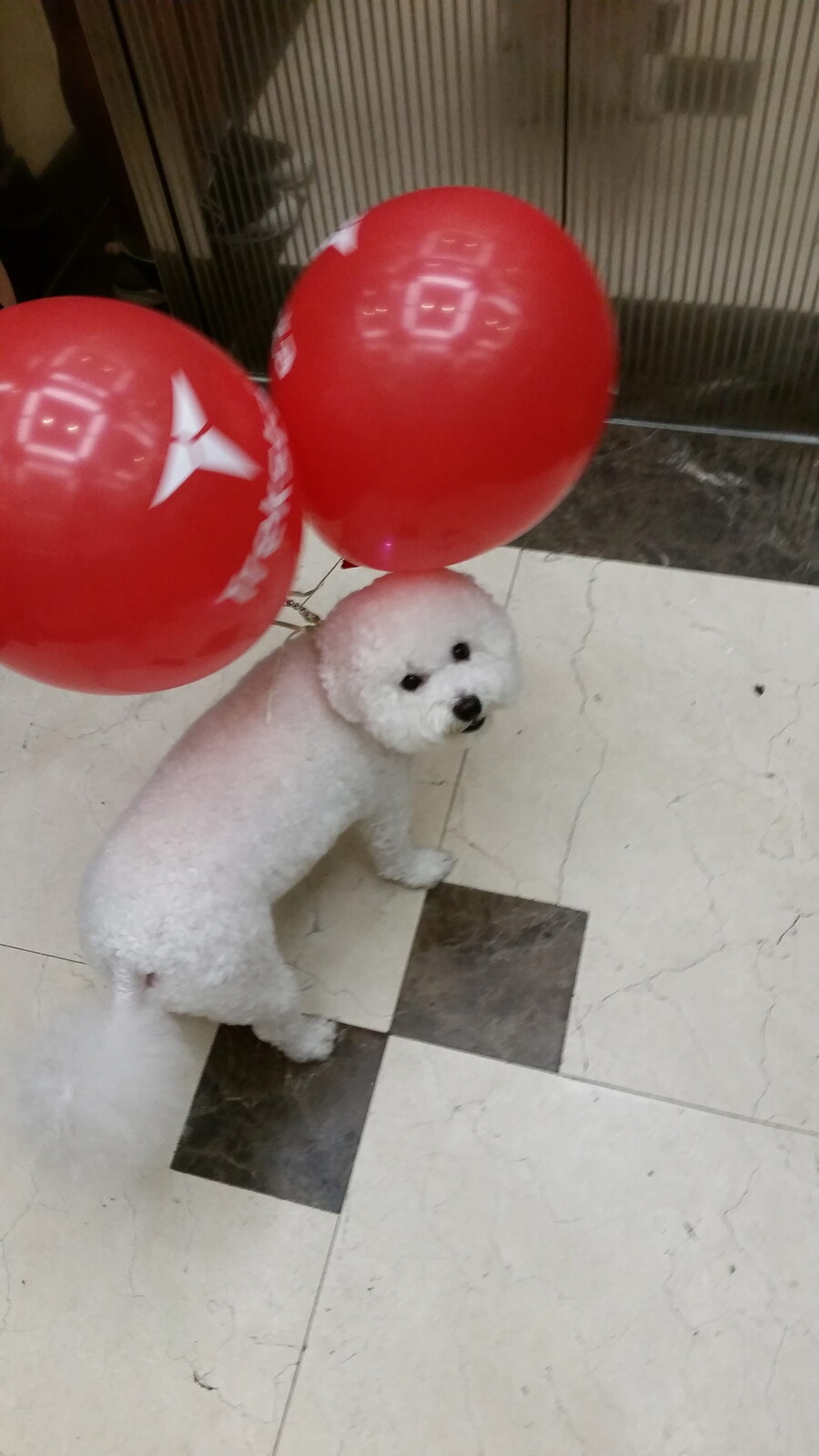 바나가 강아지별로 떠났습니다. (※스압 데이터 주의)_32.jpg