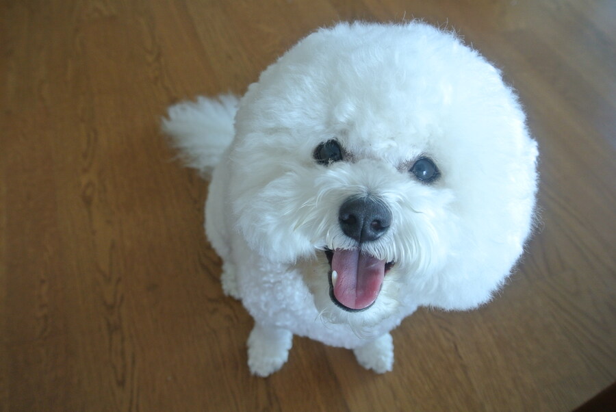 바나가 강아지별로 떠났습니다. (※스압 데이터 주의)_35.jpg