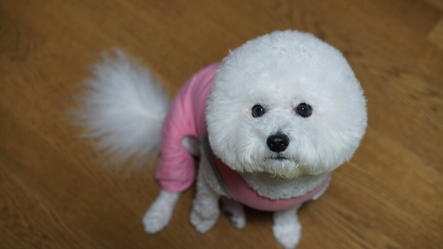 바나가 강아지별로 떠났습니다. (※스압 데이터 주의)_37.jpg