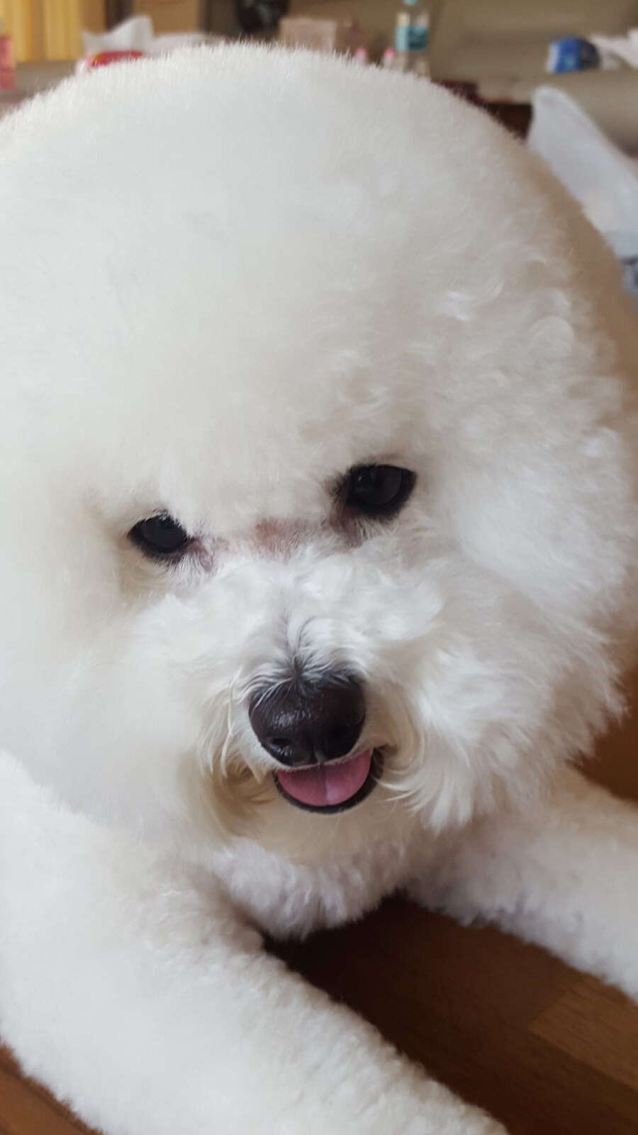 바나가 강아지별로 떠났습니다. (※스압 데이터 주의)_43.jpg