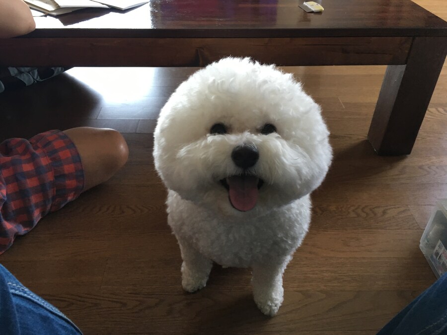 바나가 강아지별로 떠났습니다. (※스압 데이터 주의)_48.jpg