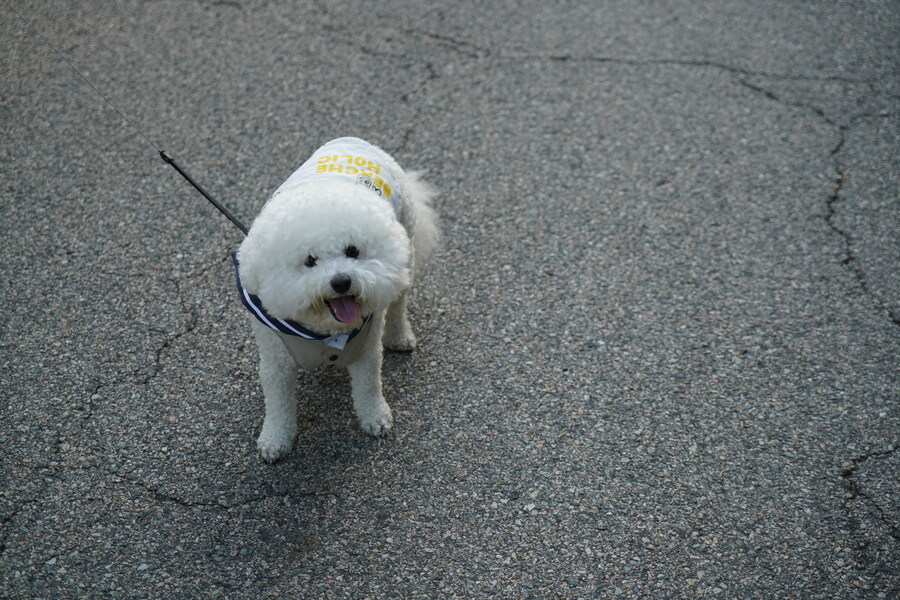 바나가 강아지별로 떠났습니다. (※스압 데이터 주의)_46.jpg