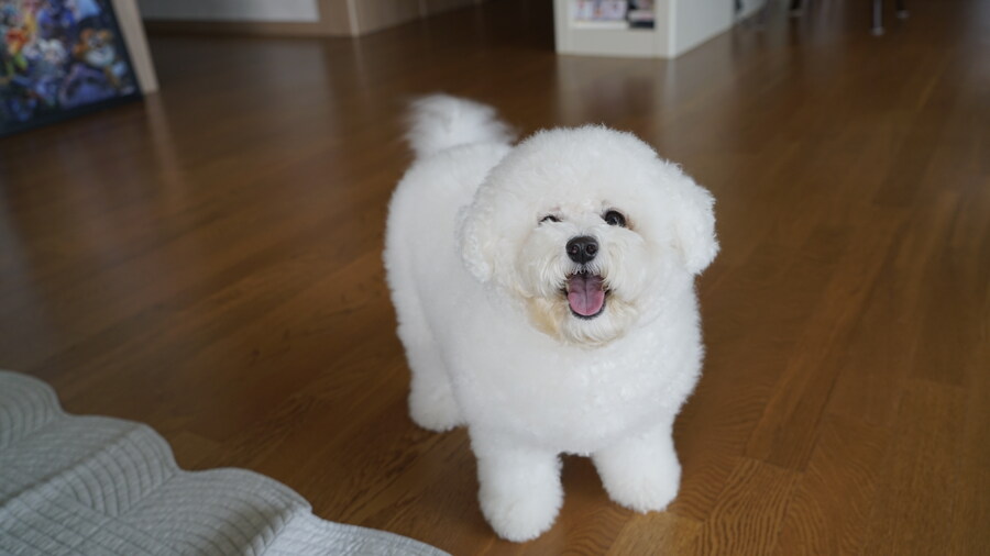 바나가 강아지별로 떠났습니다. (※스압 데이터 주의)_51.jpg