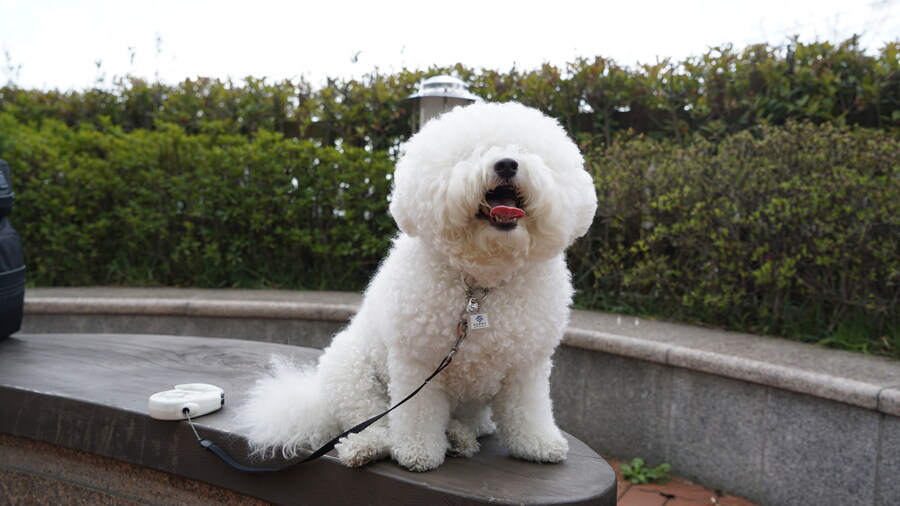 바나가 강아지별로 떠났습니다. (※스압 데이터 주의)_58.jpg