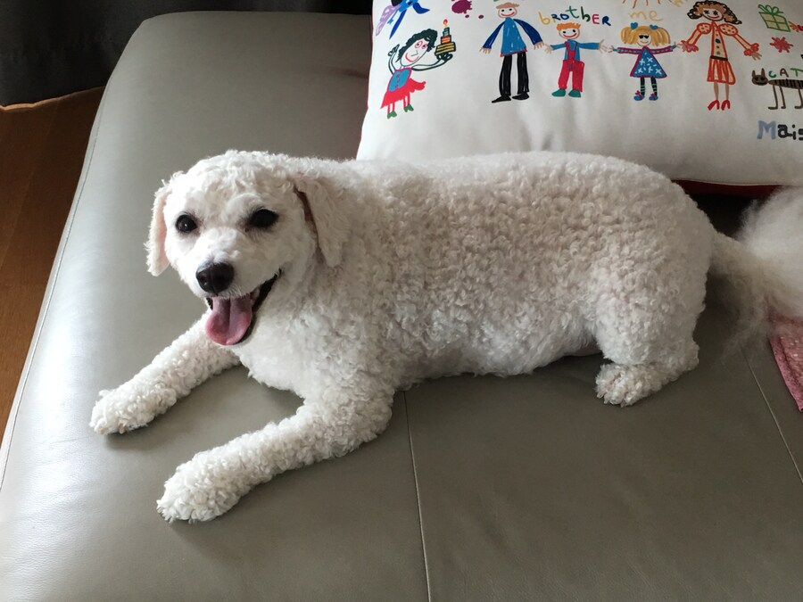 바나가 강아지별로 떠났습니다. (※스압 데이터 주의)_62.jpg