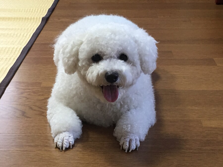 바나가 강아지별로 떠났습니다. (※스압 데이터 주의)_66.jpg