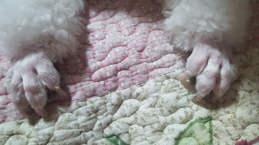 바나가 강아지별로 떠났습니다. (※스압 데이터 주의)_64.jpg