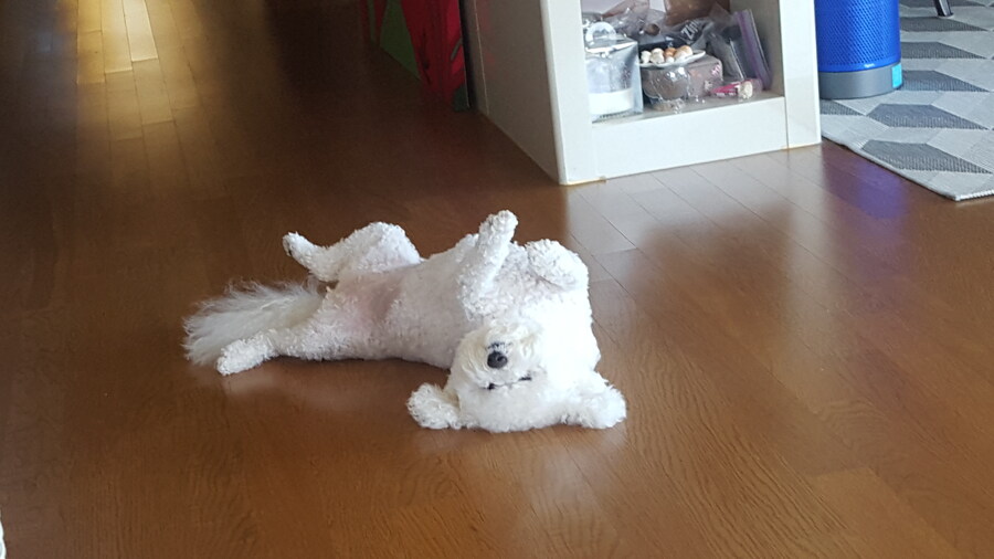 바나가 강아지별로 떠났습니다. (※스압 데이터 주의)_71.jpg