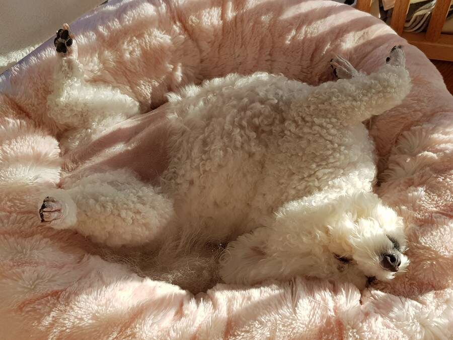 바나가 강아지별로 떠났습니다. (※스압 데이터 주의)_76.jpg