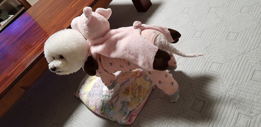 바나가 강아지별로 떠났습니다. (※스압 데이터 주의)_79.jpg